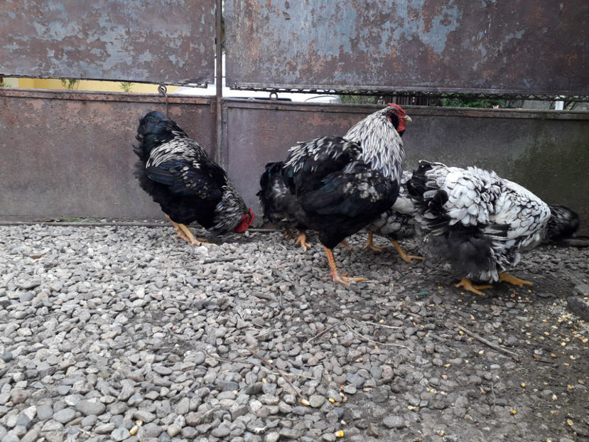  - 2 - Pui tarați SERIA III 2023 studiu defecte -