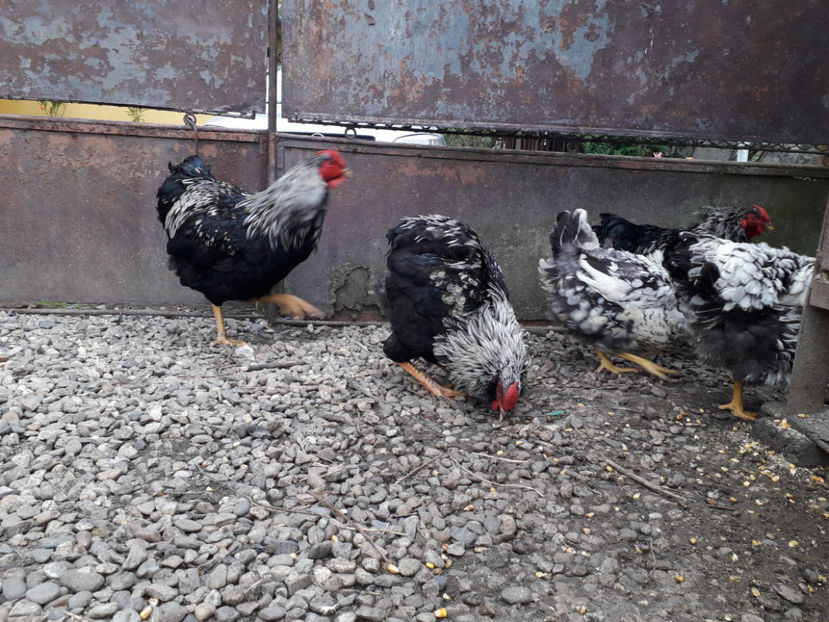  - 2 - Pui tarați SERIA III 2023 studiu defecte -