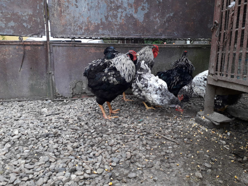  - 2 - Pui tarați SERIA III 2023 studiu defecte -