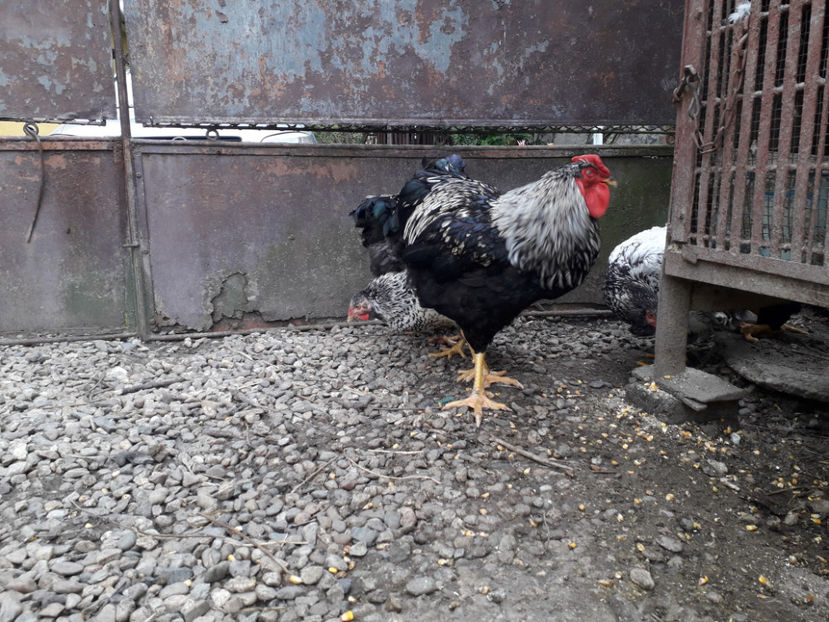  - 2 - Pui tarați SERIA III 2023 studiu defecte -