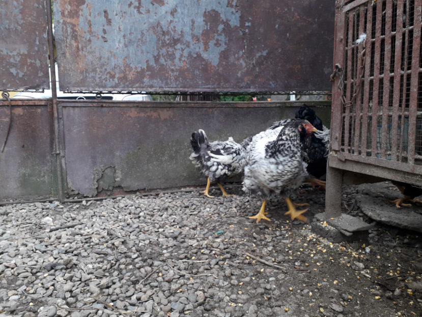  - 2 - Pui tarați SERIA III 2023 studiu defecte -