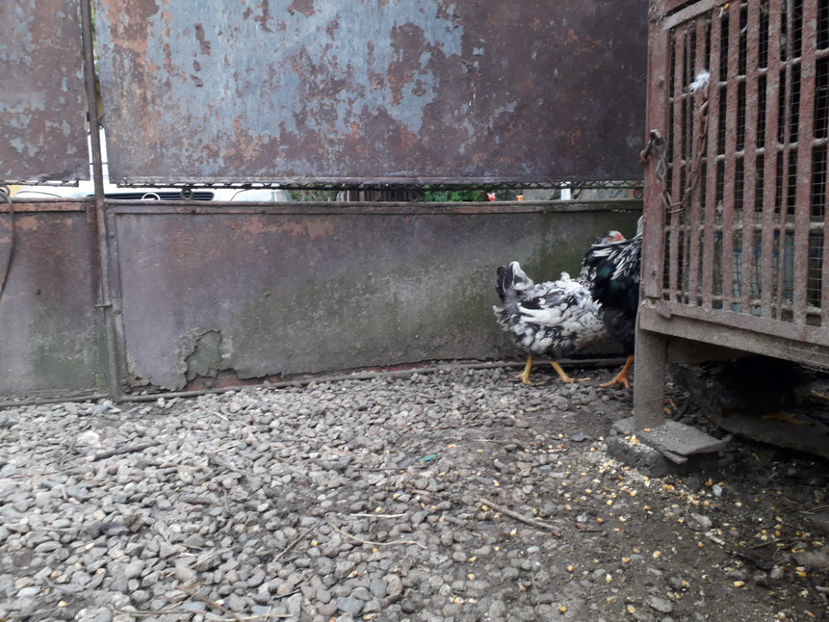  - 2 - Pui tarați SERIA III 2023 studiu defecte -