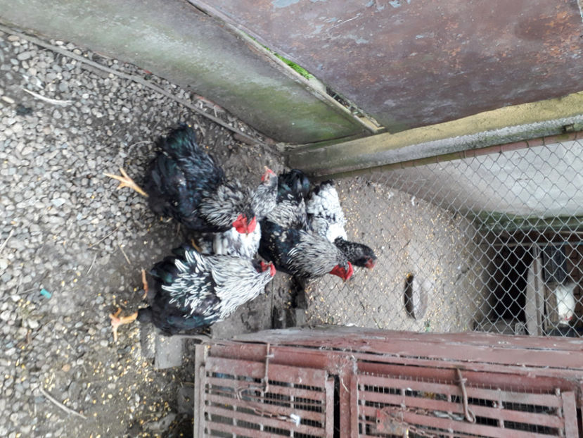 20240421_183954(0) - 2 - Pui tarați SERIA III 2023 studiu defecte -