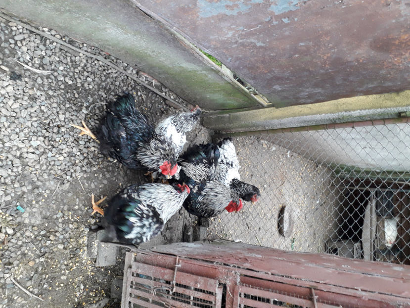  - 2 - Pui tarați SERIA III 2023 studiu defecte -