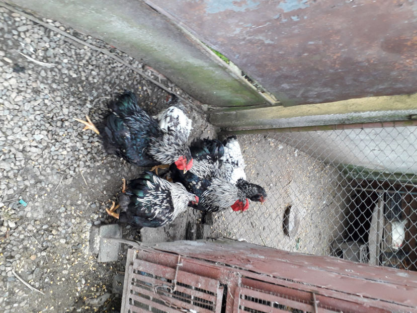  - 2 - Pui tarați SERIA III 2023 studiu defecte -