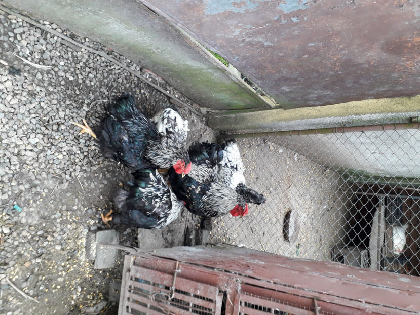  - 2 - Pui tarați SERIA III 2023 studiu defecte -