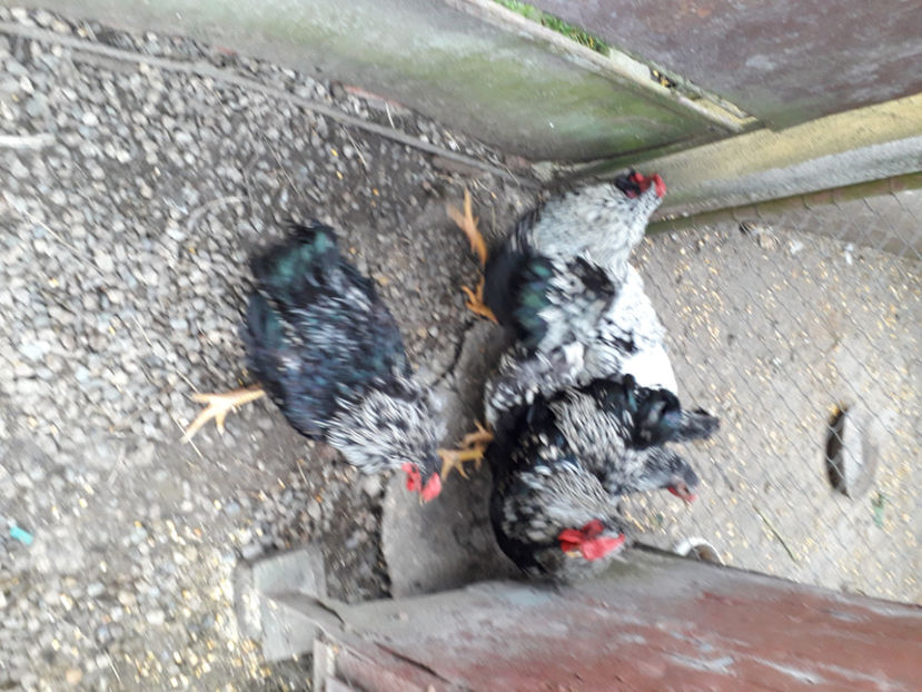  - 2 - Pui tarați SERIA III 2023 studiu defecte -