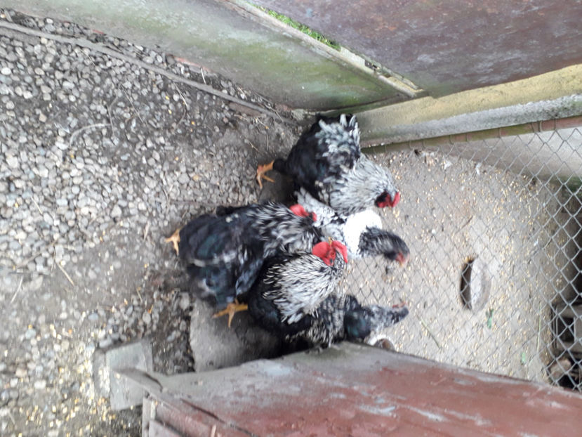  - 2 - Pui tarați SERIA III 2023 studiu defecte -