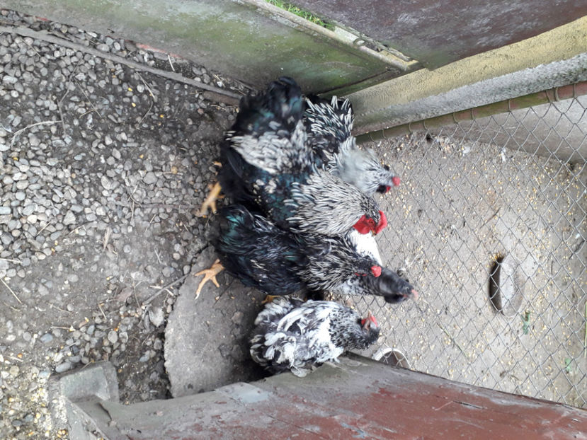 20240421_184009(0) - 2 - Pui tarați SERIA III 2023 studiu defecte -