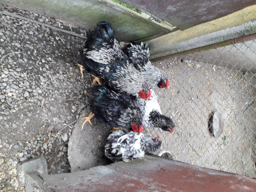  - 2 - Pui tarați SERIA III 2023 studiu defecte -