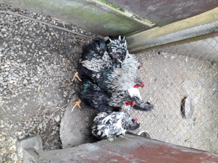  - 2 - Pui tarați SERIA III 2023 studiu defecte -