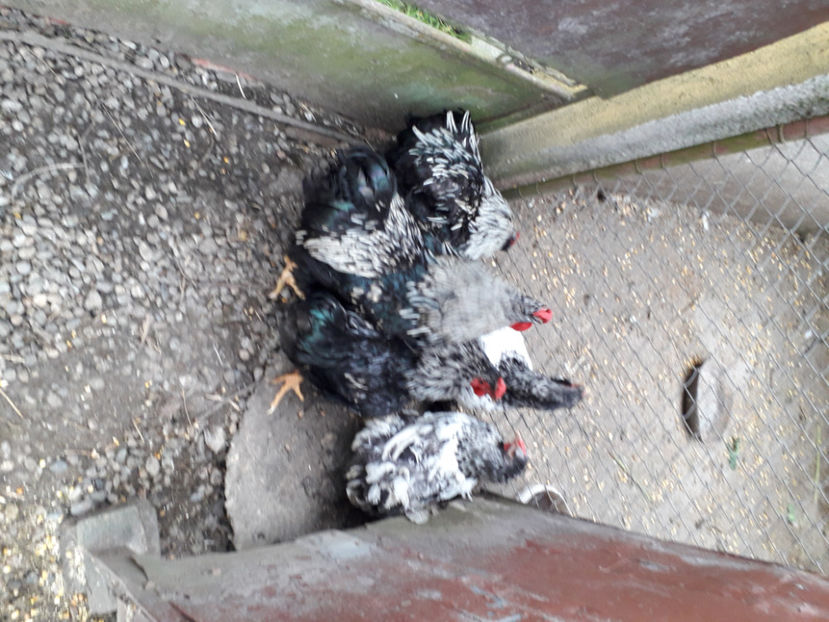  - 2 - Pui tarați SERIA III 2023 studiu defecte -