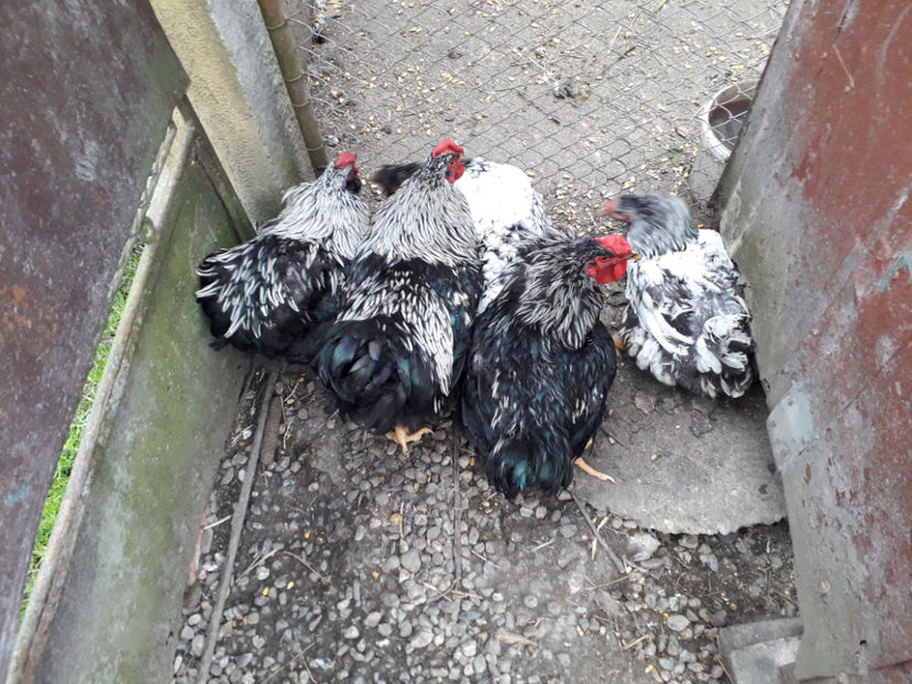 20240421_184013(0) - 2 - Pui tarați SERIA III 2023 studiu defecte -