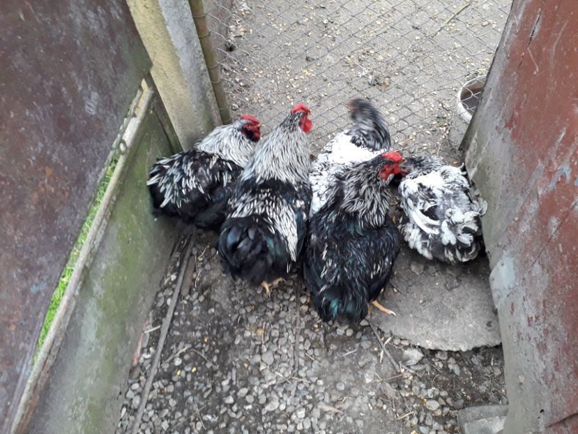  - 2 - Pui tarați SERIA III 2023 studiu defecte -