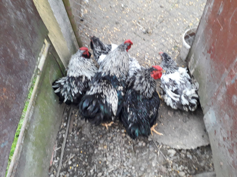  - 2 - Pui tarați SERIA III 2023 studiu defecte -