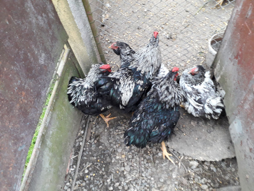  - 2 - Pui tarați SERIA III 2023 studiu defecte -