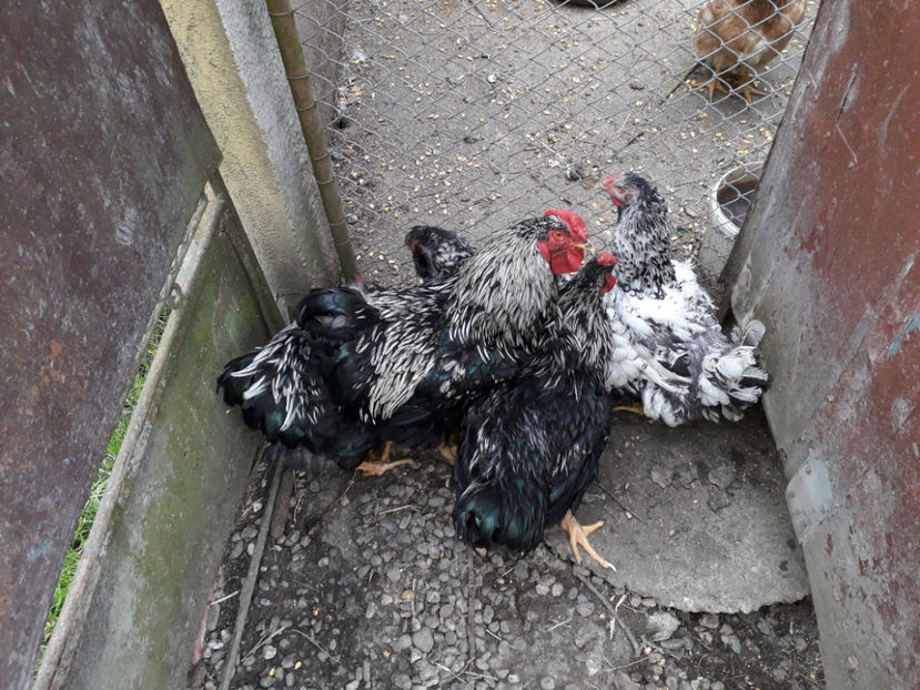  - 2 - Pui tarați SERIA III 2023 studiu defecte -