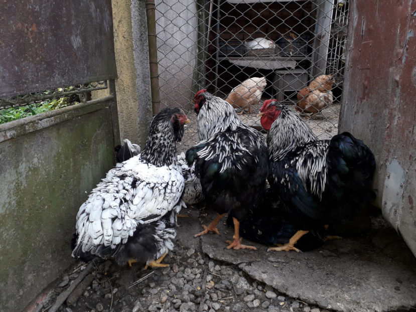  - 3 - Pui tarați SERIA III 2023 studiu defecte -