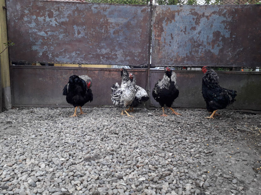  - 3 - Pui tarați SERIA III 2023 studiu defecte -