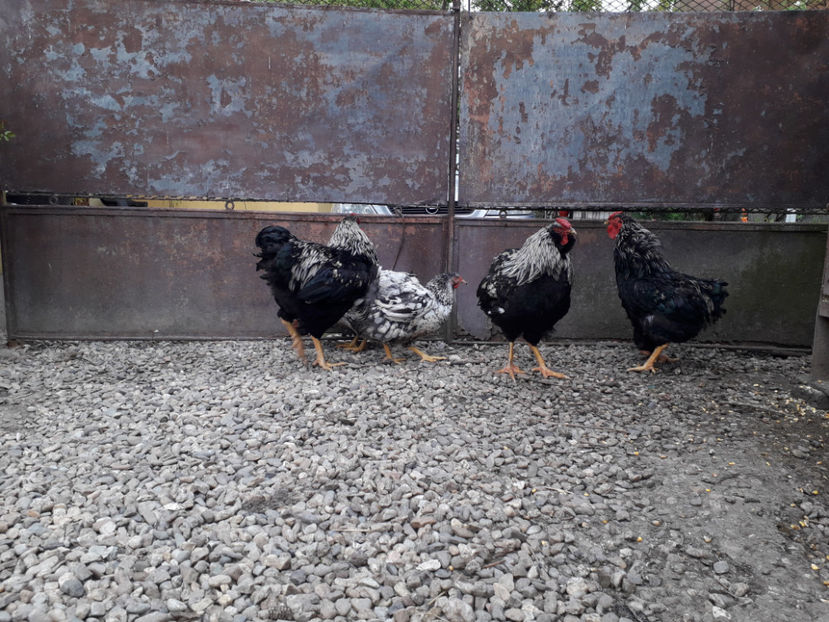  - 3 - Pui tarați SERIA III 2023 studiu defecte -