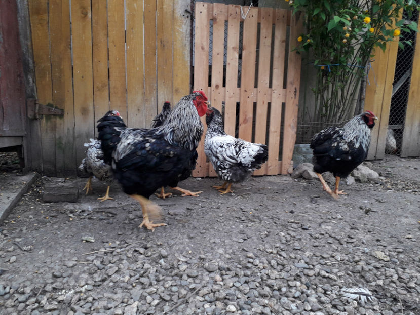  - 3 - Pui tarați SERIA III 2023 studiu defecte -