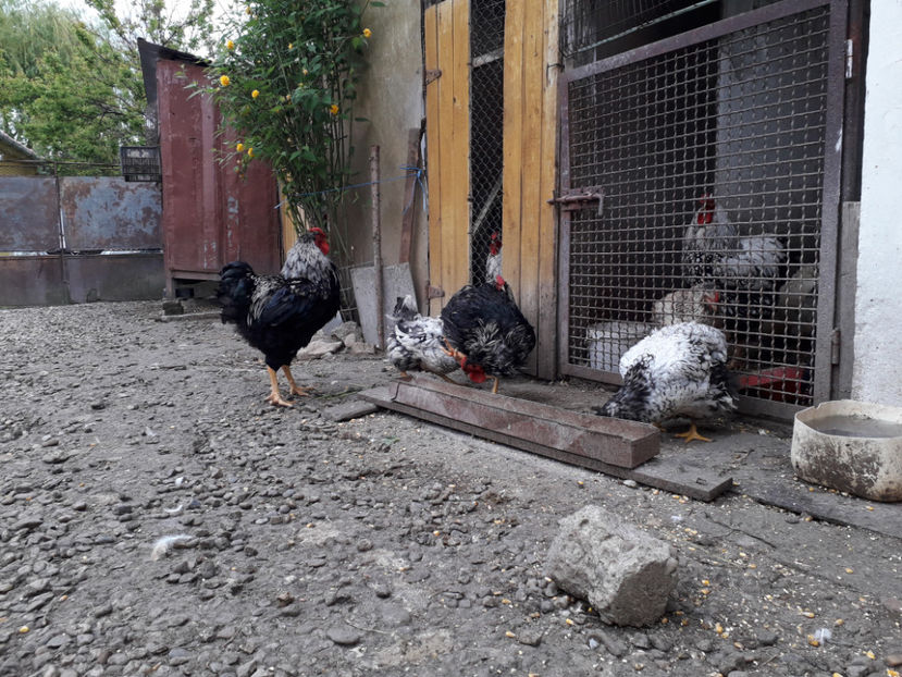  - 3 - Pui tarați SERIA III 2023 studiu defecte -