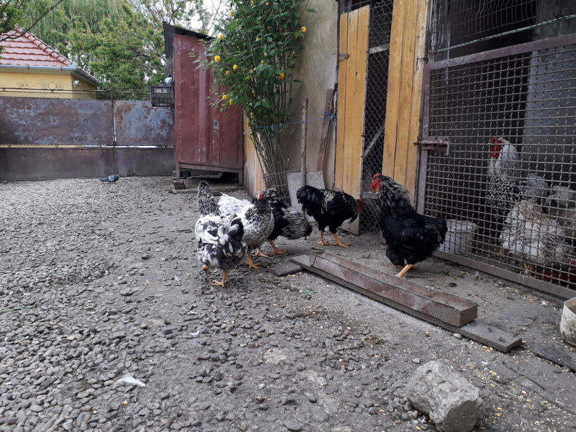  - 3 - Pui tarați SERIA III 2023 studiu defecte -