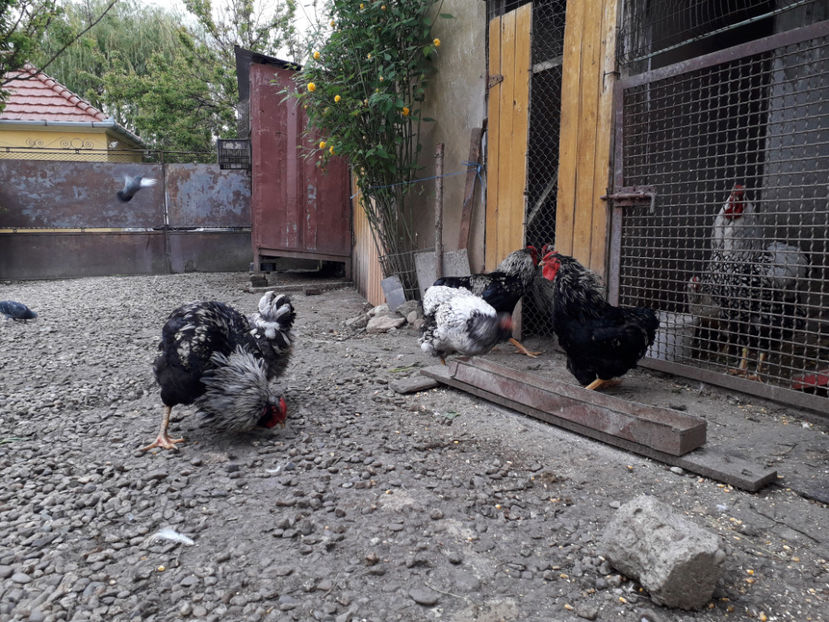  - 3 - Pui tarați SERIA III 2023 studiu defecte -