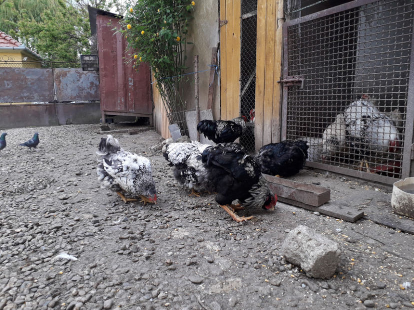  - 3 - Pui tarați SERIA III 2023 studiu defecte -