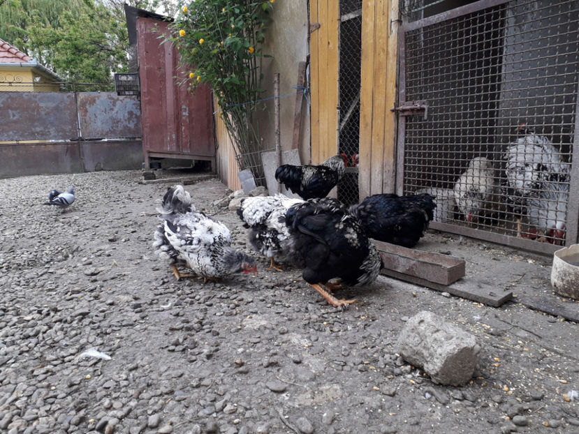  - 3 - Pui tarați SERIA III 2023 studiu defecte -