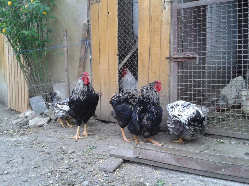  - 3 - Pui tarați SERIA III 2023 studiu defecte -