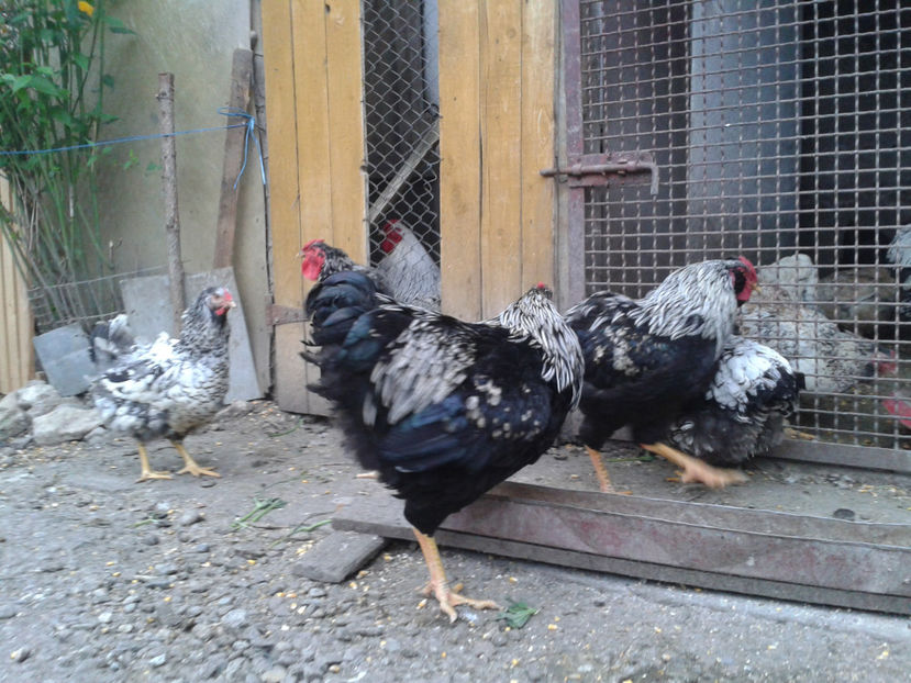  - 3 - Pui tarați SERIA III 2023 studiu defecte -