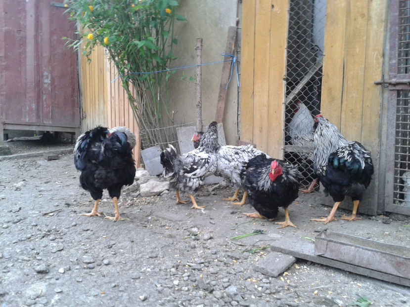  - 3 - Pui tarați SERIA III 2023 studiu defecte -