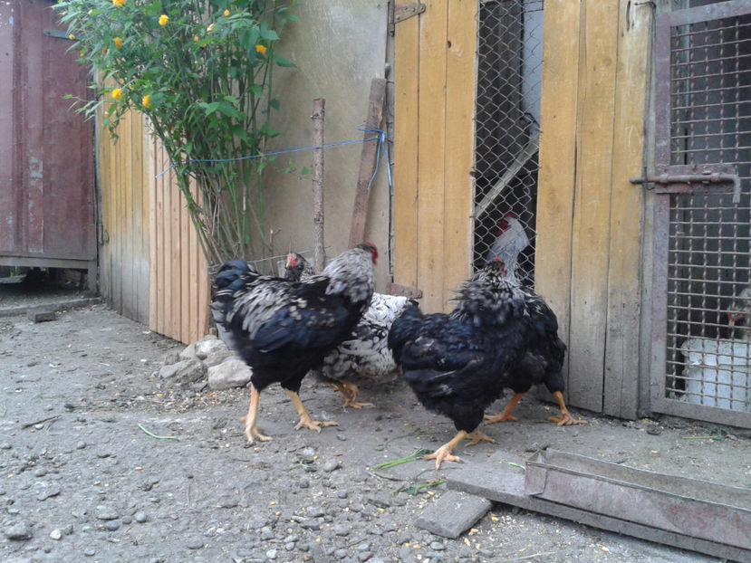  - 3 - Pui tarați SERIA III 2023 studiu defecte -