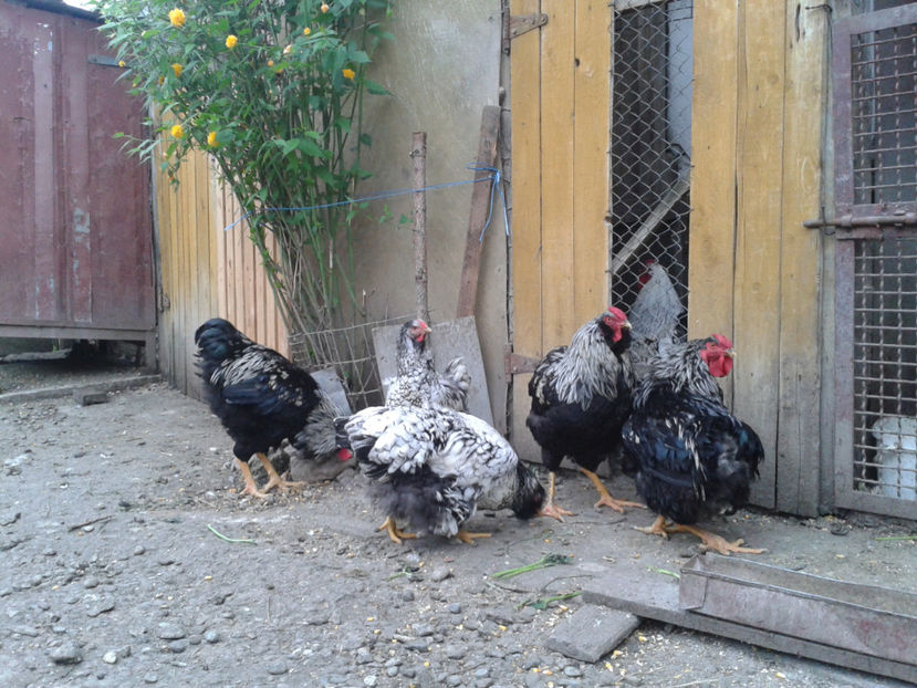  - 3 - Pui tarați SERIA III 2023 studiu defecte -