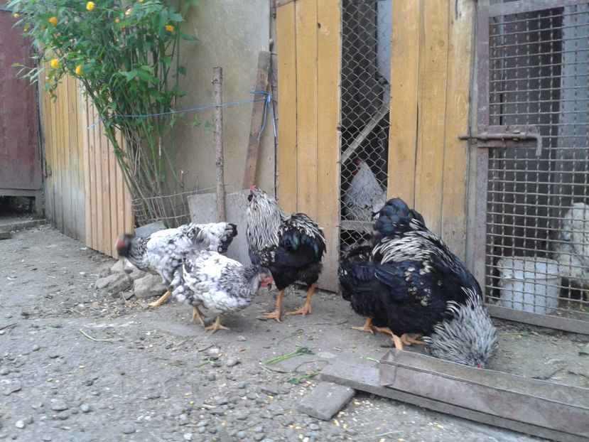  - 3 - Pui tarați SERIA III 2023 studiu defecte -