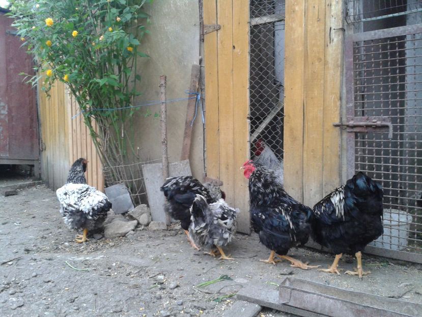  - 3 - Pui tarați SERIA III 2023 studiu defecte -