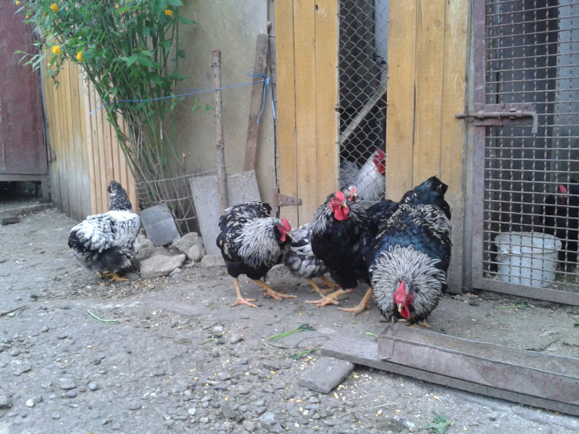  - 3 - Pui tarați SERIA III 2023 studiu defecte -