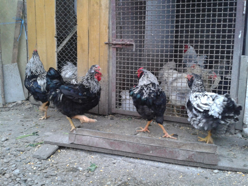  - 3 - Pui tarați SERIA III 2023 studiu defecte -