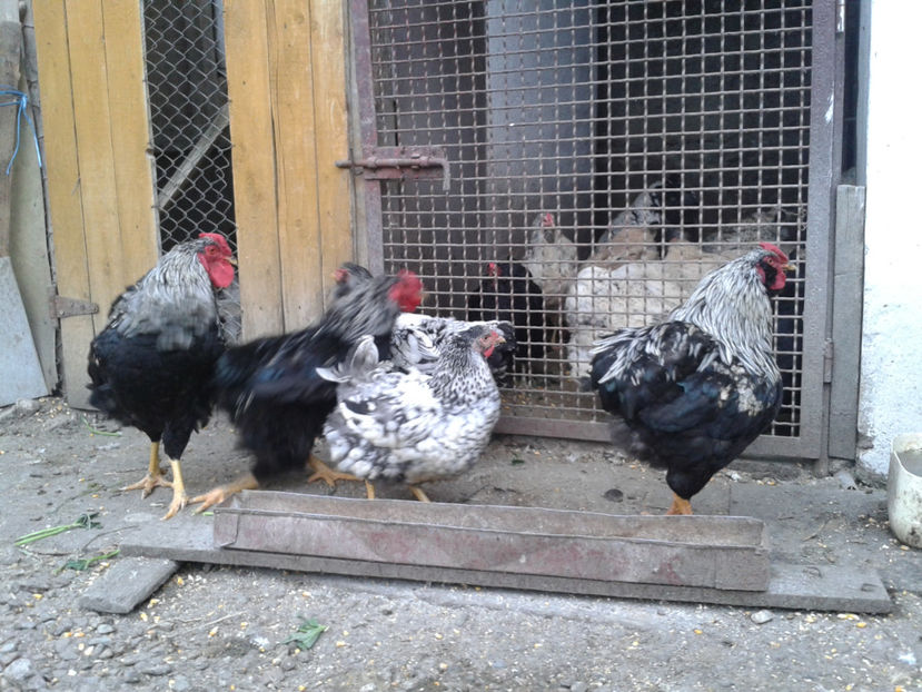  - 3 - Pui tarați SERIA III 2023 studiu defecte -