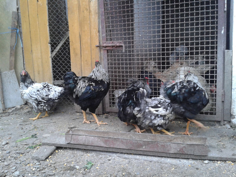  - 3 - Pui tarați SERIA III 2023 studiu defecte -