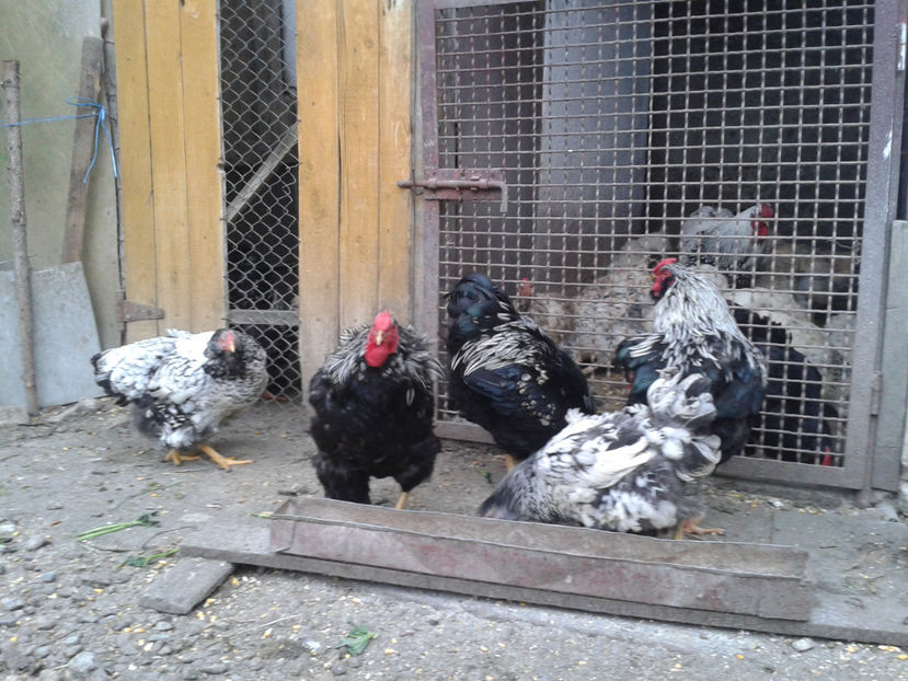  - 3 - Pui tarați SERIA III 2023 studiu defecte -