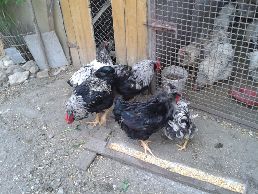  - 3 - Pui tarați SERIA III 2023 studiu defecte -