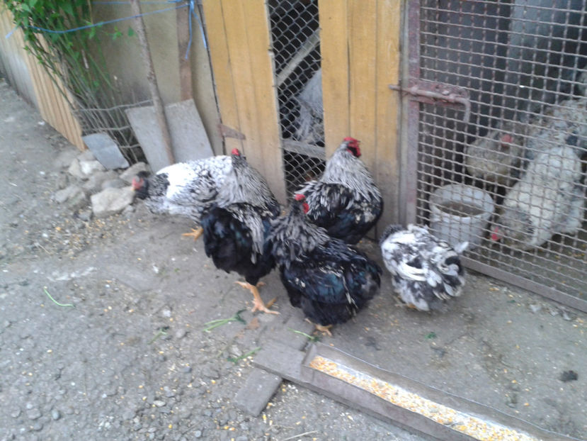  - 3 - Pui tarați SERIA III 2023 studiu defecte -