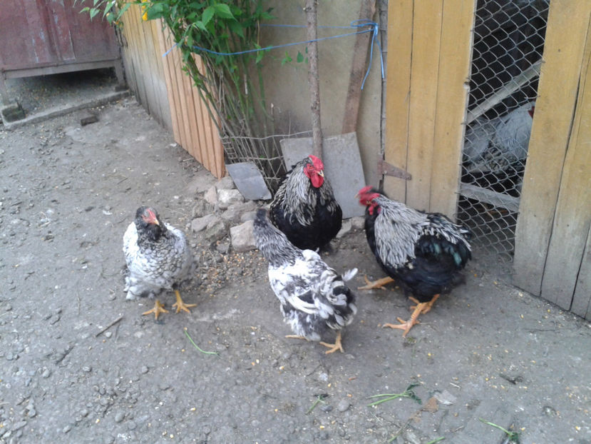  - 3 - Pui tarați SERIA III 2023 studiu defecte -