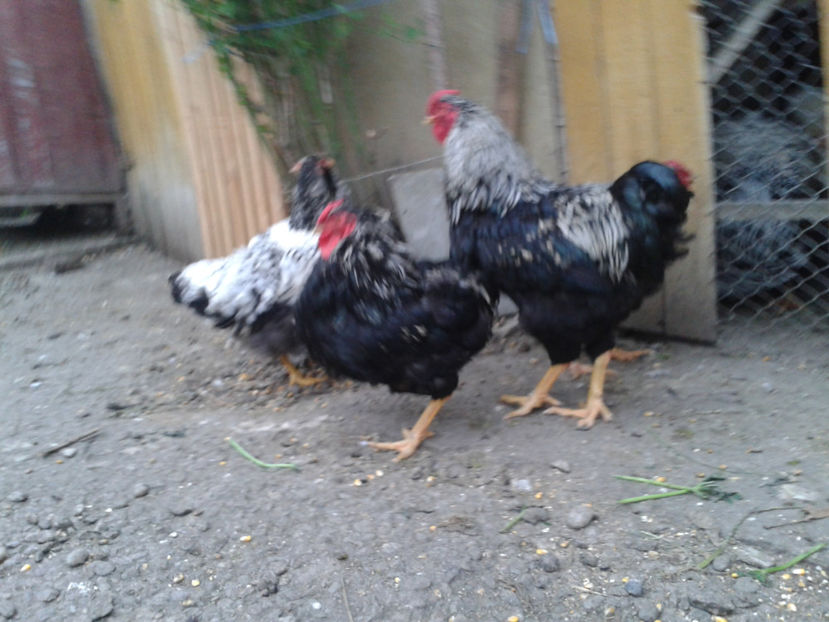  - 3 - Pui tarați SERIA III 2023 studiu defecte -