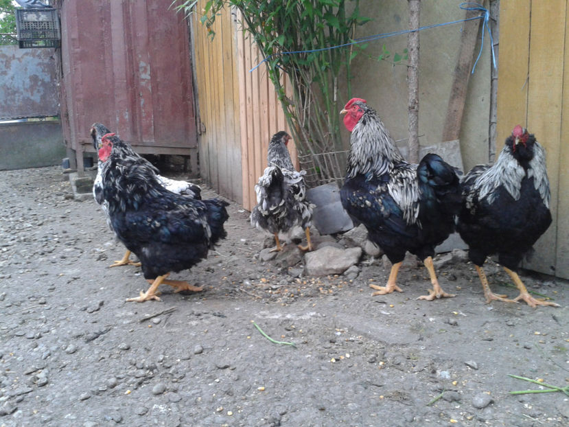  - 3 - Pui tarați SERIA III 2023 studiu defecte -