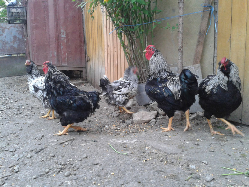  - 3 - Pui tarați SERIA III 2023 studiu defecte -