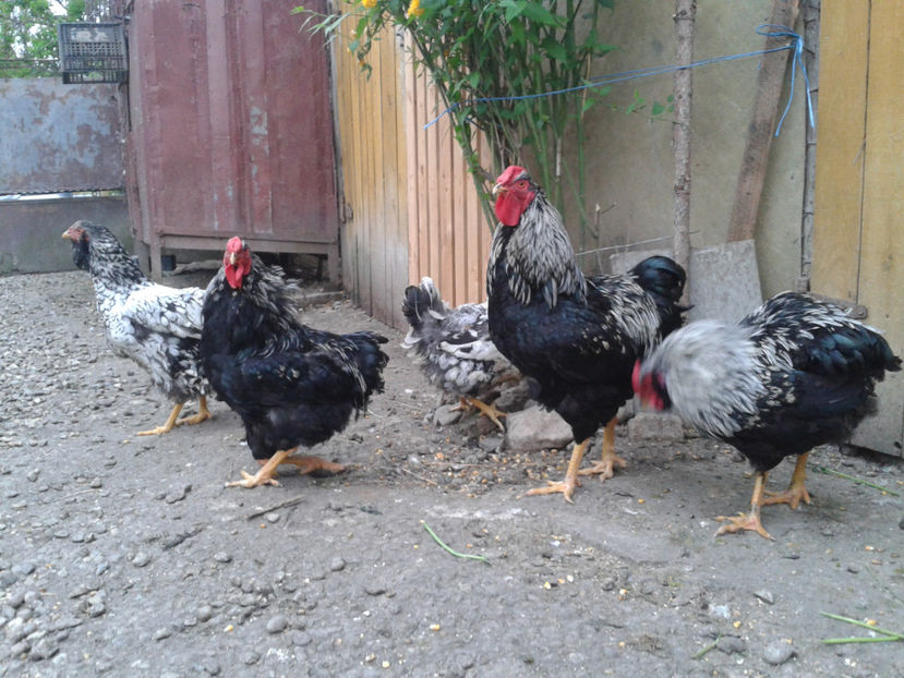  - 3 - Pui tarați SERIA III 2023 studiu defecte -