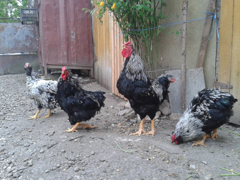  - 3 - Pui tarați SERIA III 2023 studiu defecte -